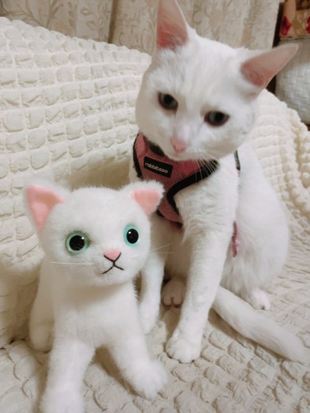 猫 白猫 しおんの写真