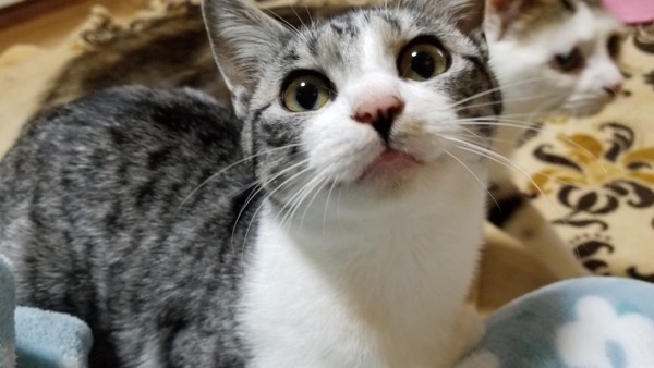 猫 キジシロ ナオの写真