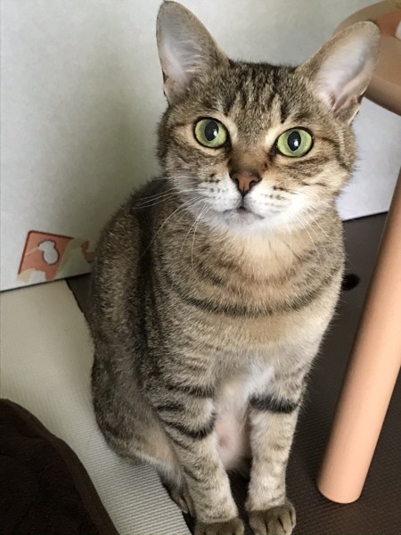 猫 キジトラ ジローの写真