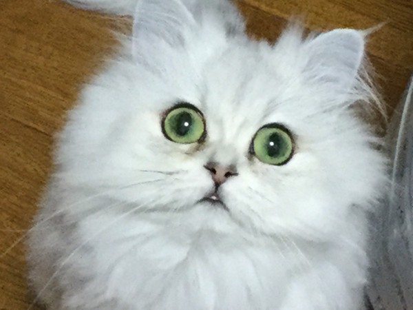 猫 ペルシャ みゅうみゅうの写真