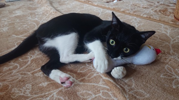 猫 黒ブチ バナの写真