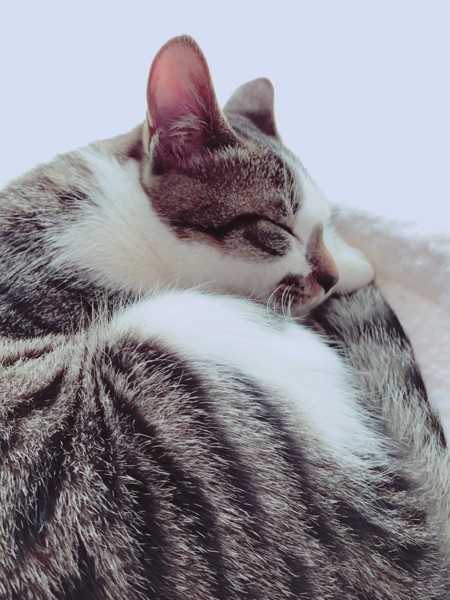 猫 キジシロ バルナバの写真