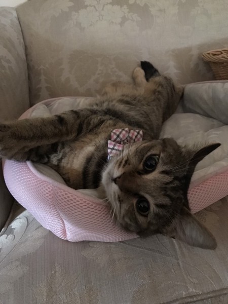 猫 キジトラ ミィちゃんの写真