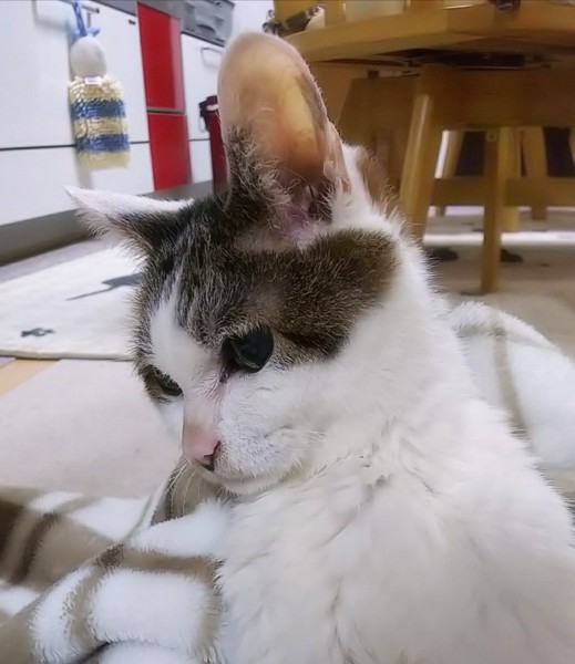 猫 キジシロ ミミの写真