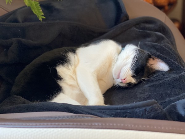 猫 ミックス サスケの写真