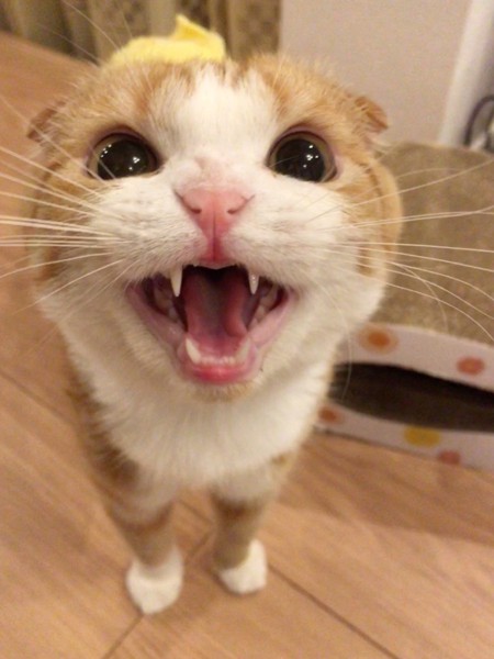 猫 スコティッシュフォールド ヒメちゃんの写真