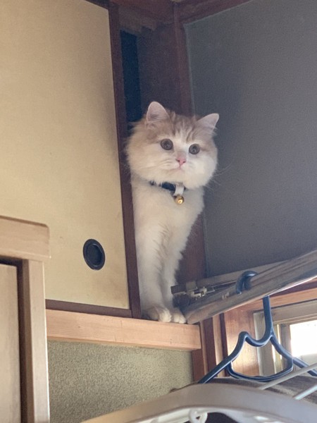 猫 スコティッシュフォールド コマの写真