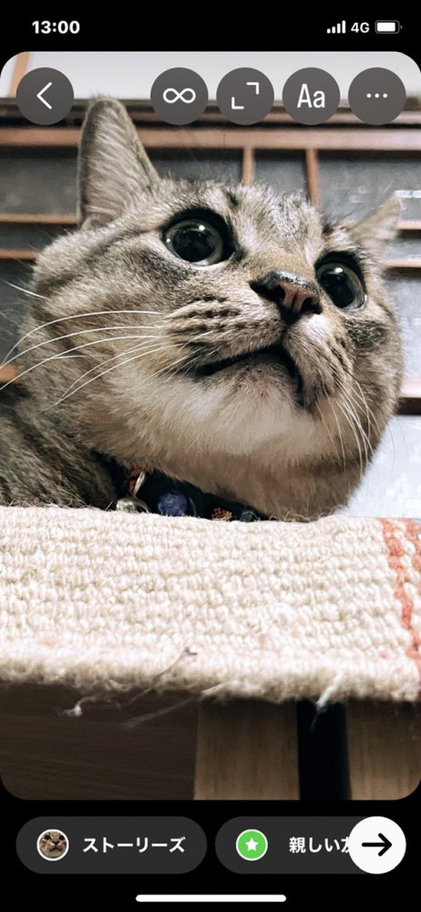 猫 キジトラ トラの写真