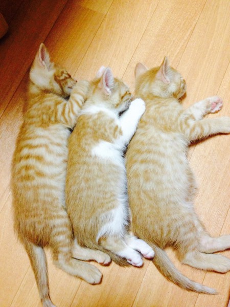 くっついてぬくぬくする三兄弟猫