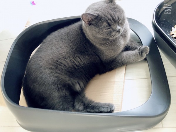 猫 ブリティッシュショートヘア オリバーの写真