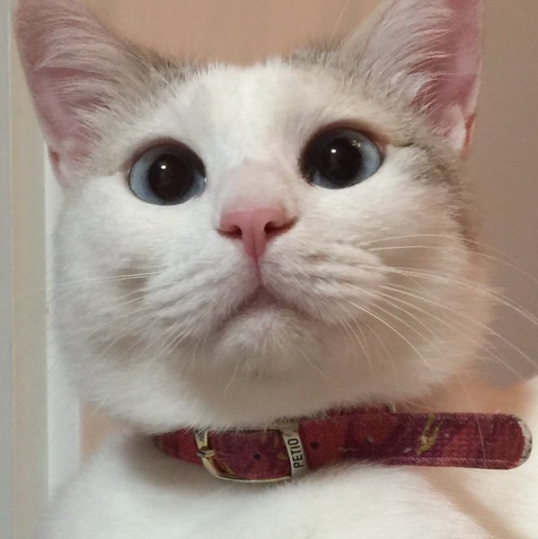 猫 ミックス クロちゃんの写真