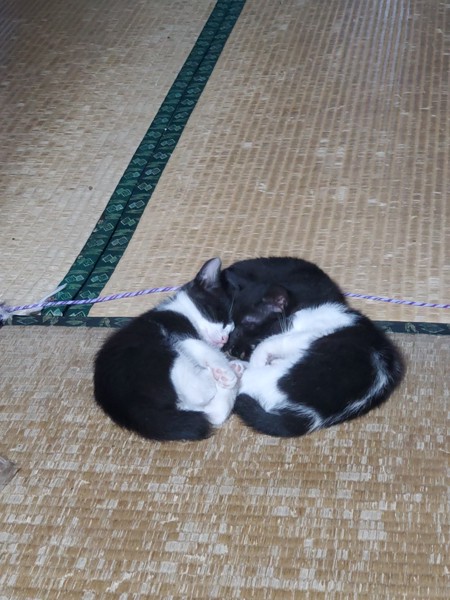 猫 黒ブチ 3匹のﾁﾙﾄﾞﾚﾝの写真