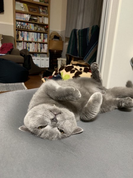 猫 ブリティッシュショートヘア 大福の写真