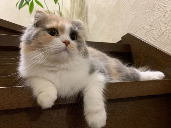 猫 スコティッシュフォールド 姫の写真