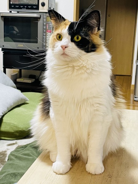 猫 メインクーン サラの写真