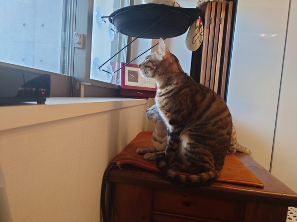 猫 ベンガル 天寅・景虎の写真