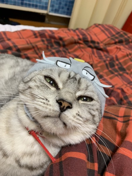猫 アメリカンショートヘア たいがの写真