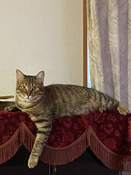 猫 キジトラ エメの写真