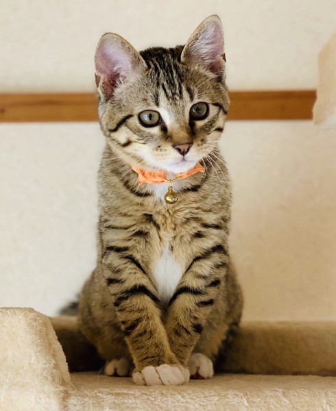 猫 キジトラ コテツの写真