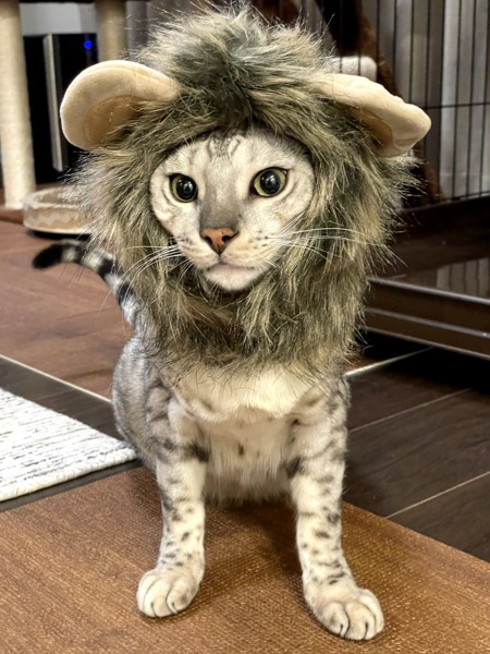 猫 ベンガル 景虎の写真