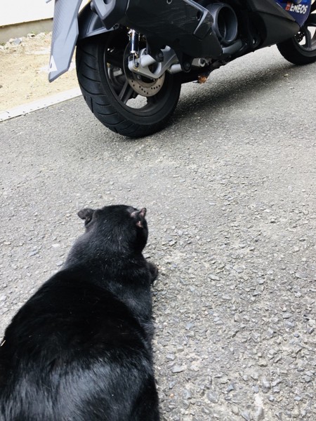 猫 黒猫 デカポンの写真