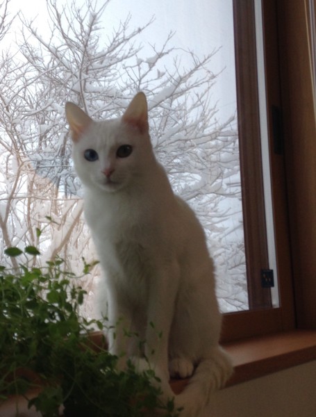 猫 白猫 ミルクの写真