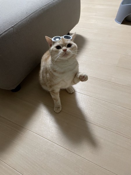 猫 アメリカンショートヘア トラジロウの写真