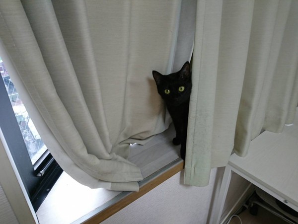 猫 黒猫 くろまめの写真
