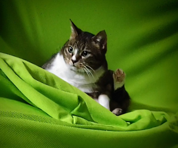 猫 キジトラ チビの写真