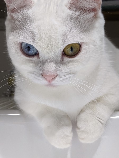 猫 マンチカン リムの写真