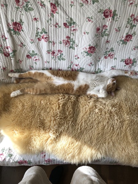 猫 茶白トラ マイケルの写真