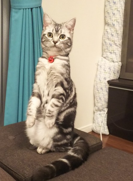 猫 アメリカンショートヘア ジルの写真