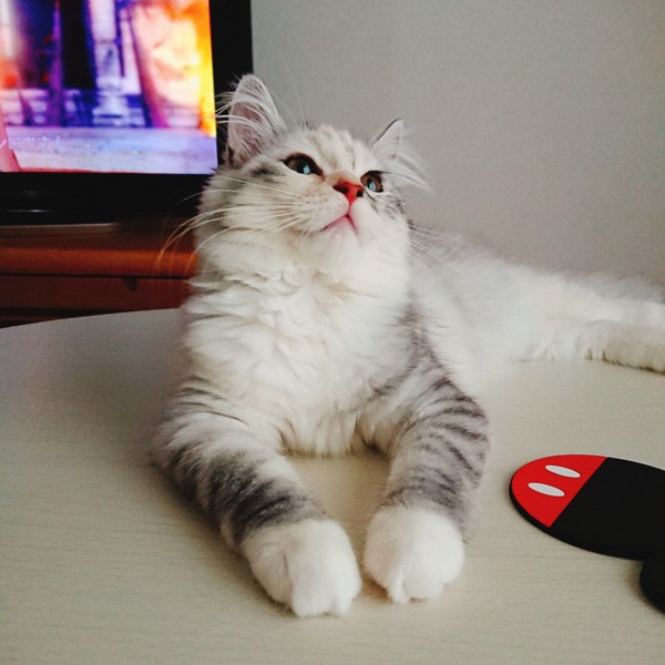 猫 サイベリアン ヤマトの写真