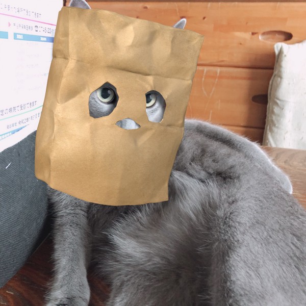 紙袋お化けのネコ