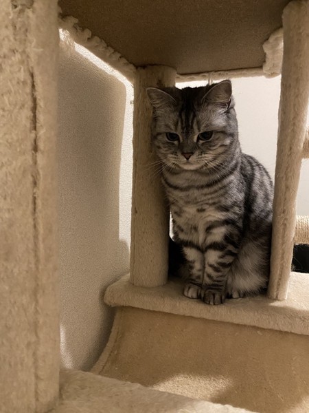 猫 スコティッシュフォールド いちごの写真