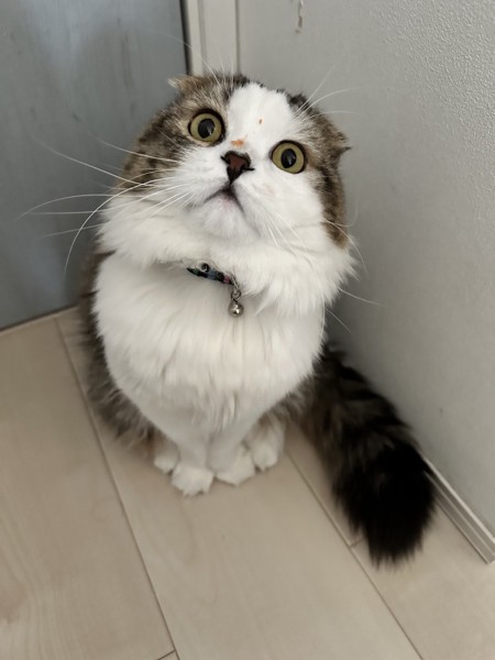 猫 スコティッシュフォールド メロンの写真