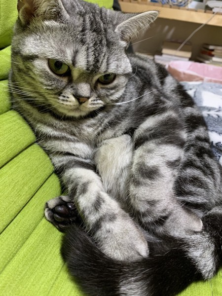 猫 アメリカンショートヘア ニャーの写真