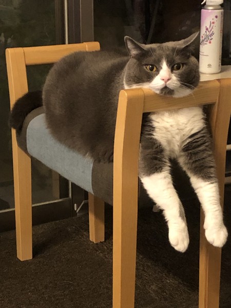 猫 ブリティッシュショートヘア セナの写真