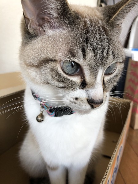 猫 ミックス メイナの写真