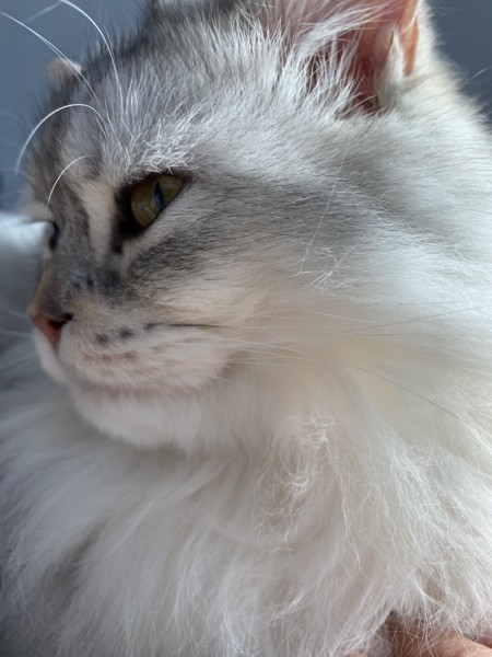 猫 セルカークレックス メルルの写真