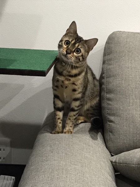 猫 ベンガル メイの写真