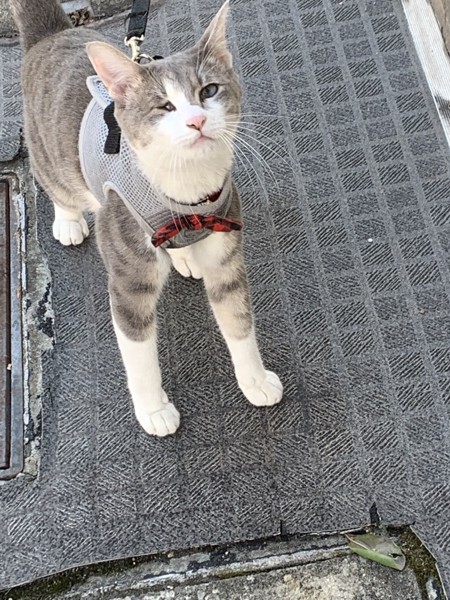 猫 サバトラ ミーちゃんの写真