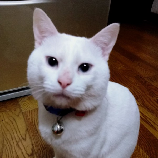 猫 白猫 カリンの写真