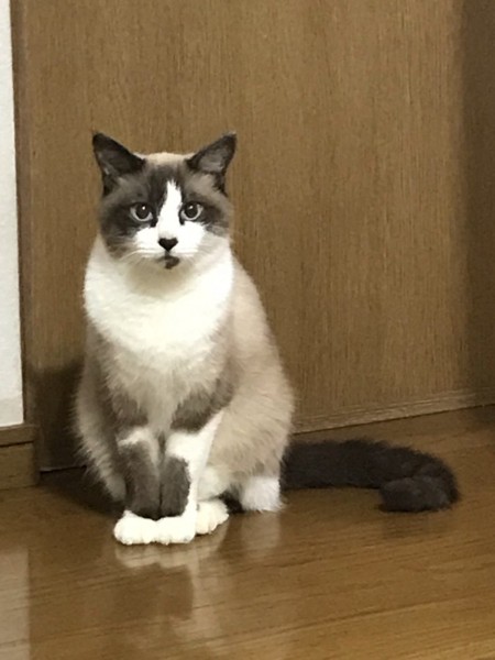 猫 スノーシュー モカちゃんの写真