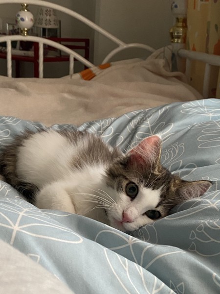 猫 ノルウェージャンフォレストキャット ソフィアの写真