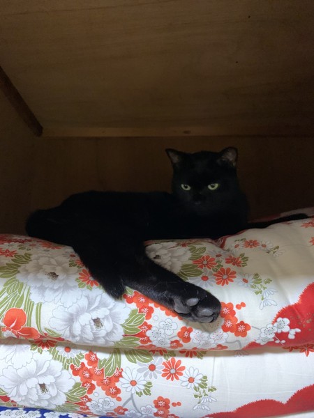 猫 黒猫 クロの写真