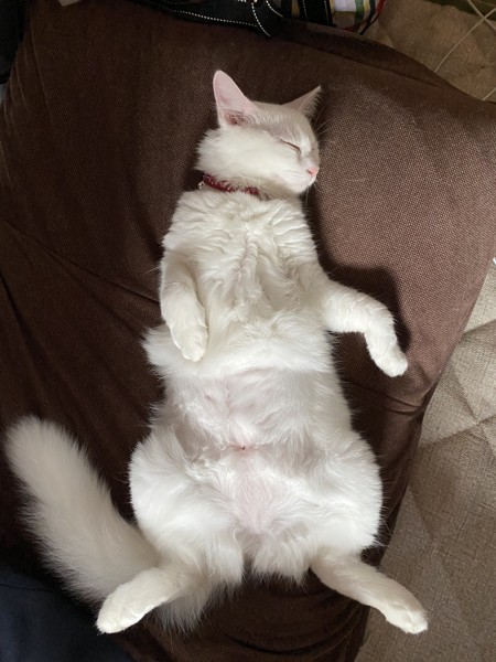 猫 白猫 メルの写真
