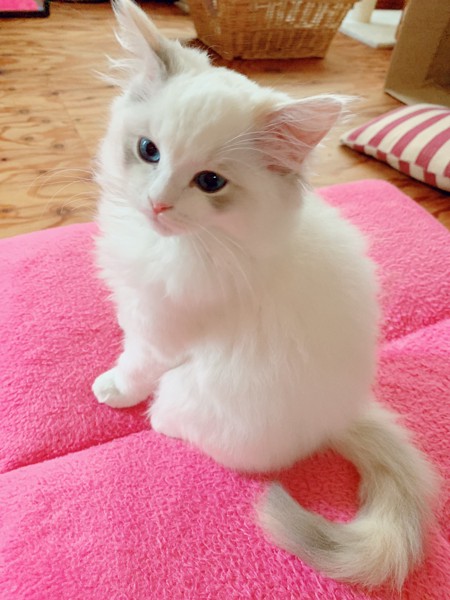 真っ白なもふもふな子猫