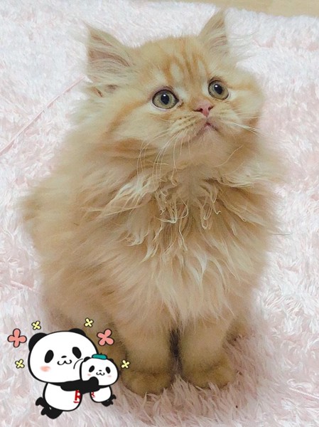 猫 エキゾチックロングヘア シフォン君の写真