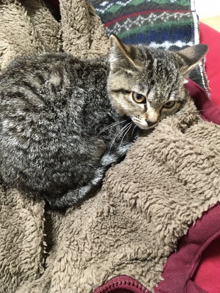 猫 キジトラ 牡丹の写真